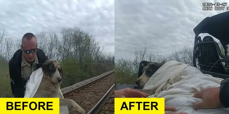 Injured Dog Rescued from Tracks