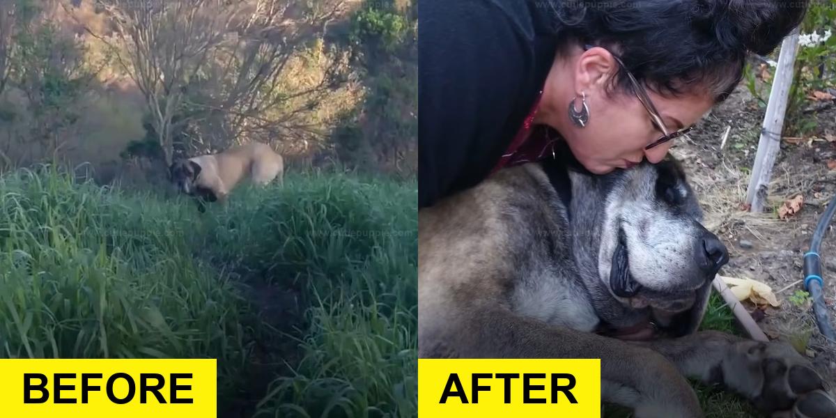 Woman Spends 3 Years Rescuing Dog