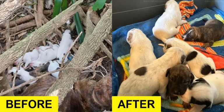 Mama Dog Leads Rescuers to an Amazing Surprise