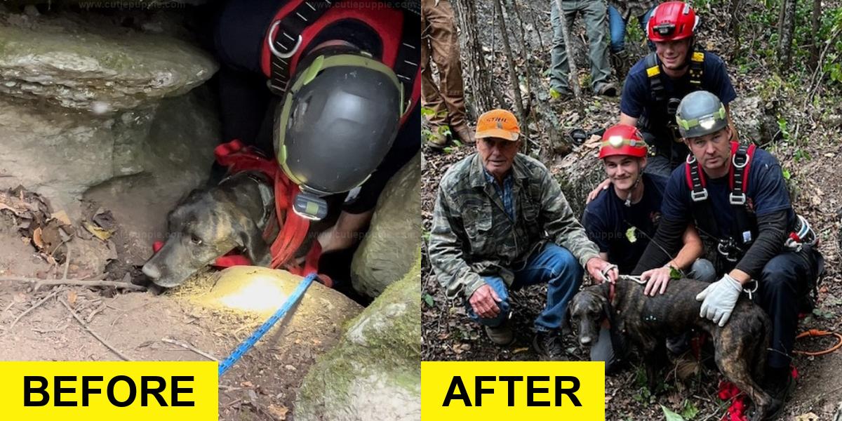 Dog Stuck in Cave with Bear Rescued After 3 Days