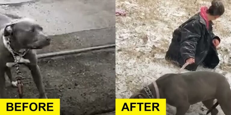 Detroit Rescuers Help Pittie Found in Road