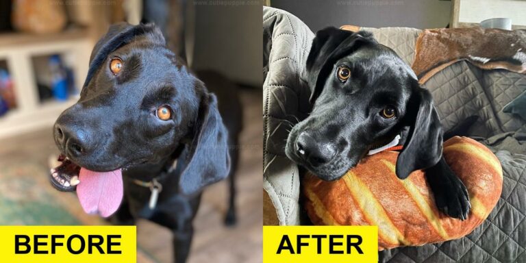 First-Time Rescuer Saves Terrified Lab Stray