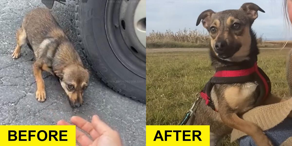 Terrified Dog Finds Love with Rescuer