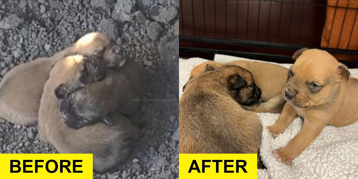 Puppies Found Hugging on Frozen Ground Rescued