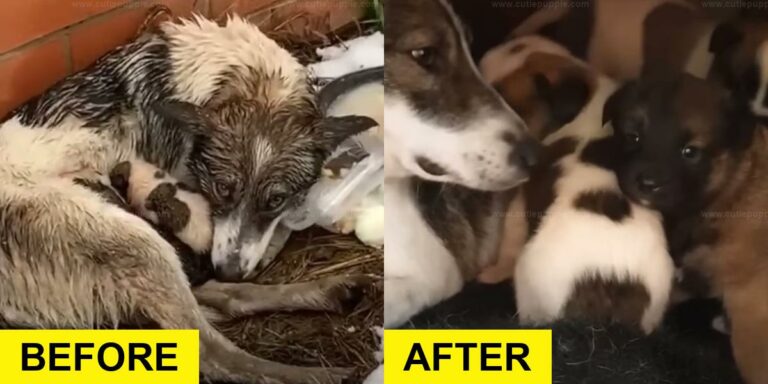 Dog Thrown Out of House Found with Her Puppies