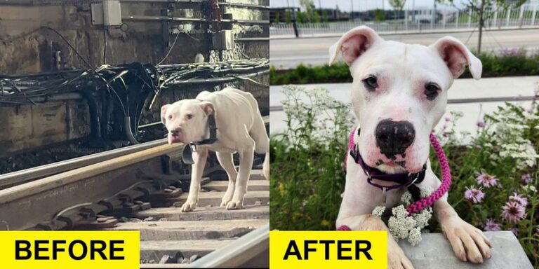 Dog Saved from Railroad Tracks