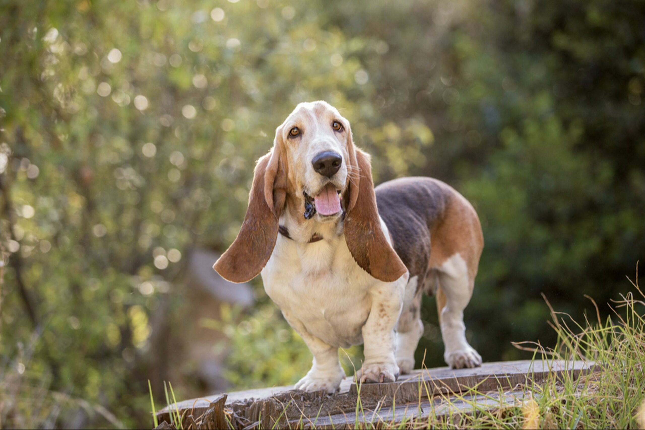 Best Basset Hound Rescues You Can Adopt From