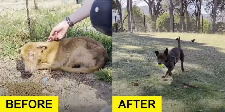 Three-Legged Dog’s Coat Changes After Rescue