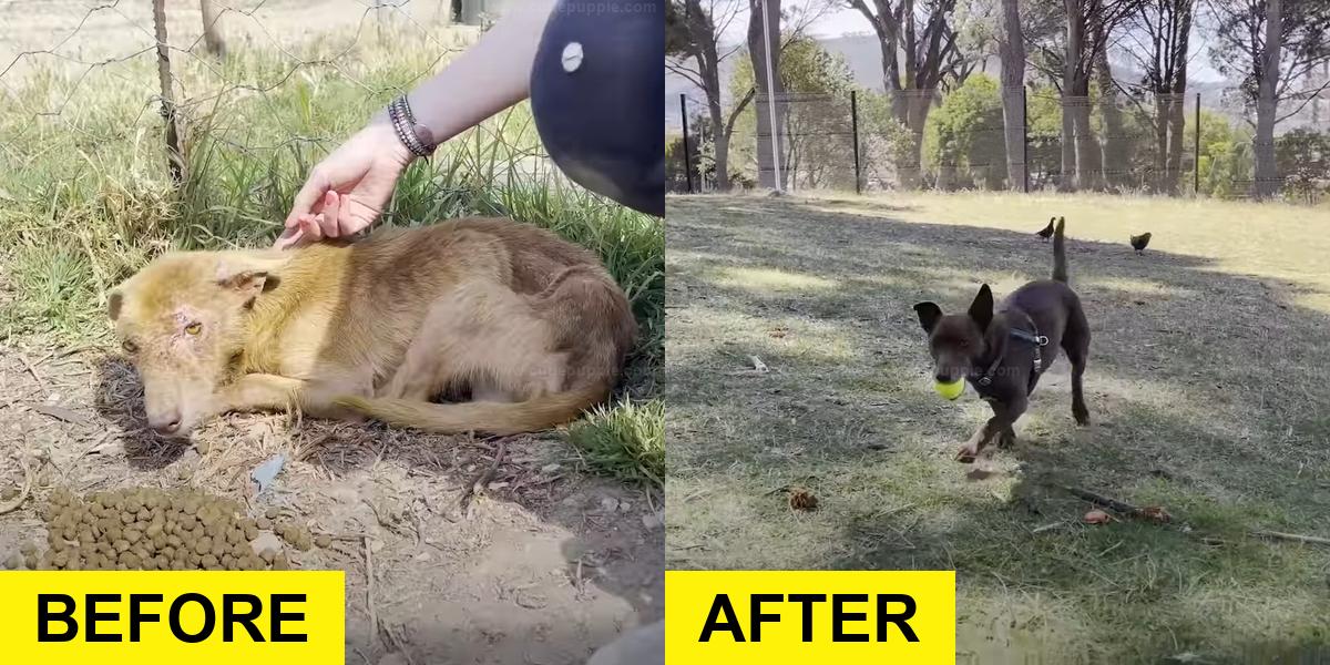 Three-Legged Dog’s Coat Changes After Rescue