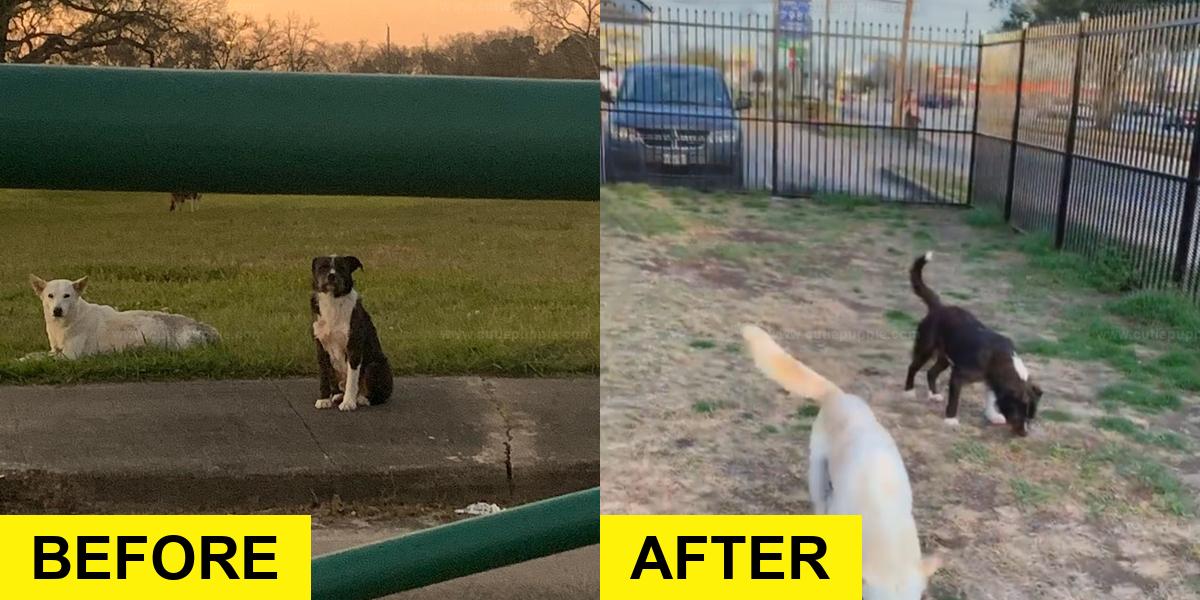 Loyal Stray Dog Stays With Injured Friend Until Help Comes