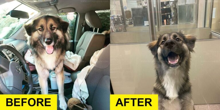 Rescue Surgery Restores Dog’s Freedom