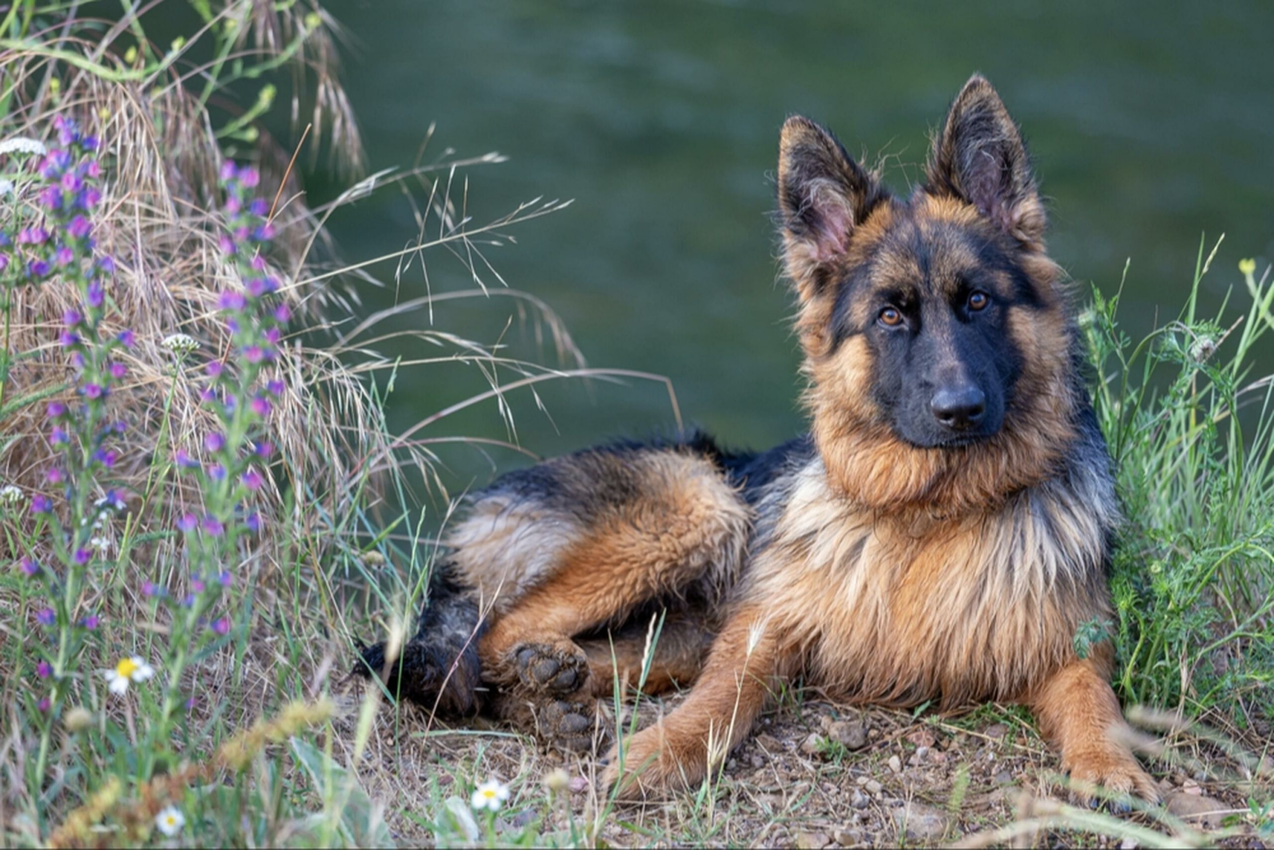 Prime German Shepherd Rescues in Colorado