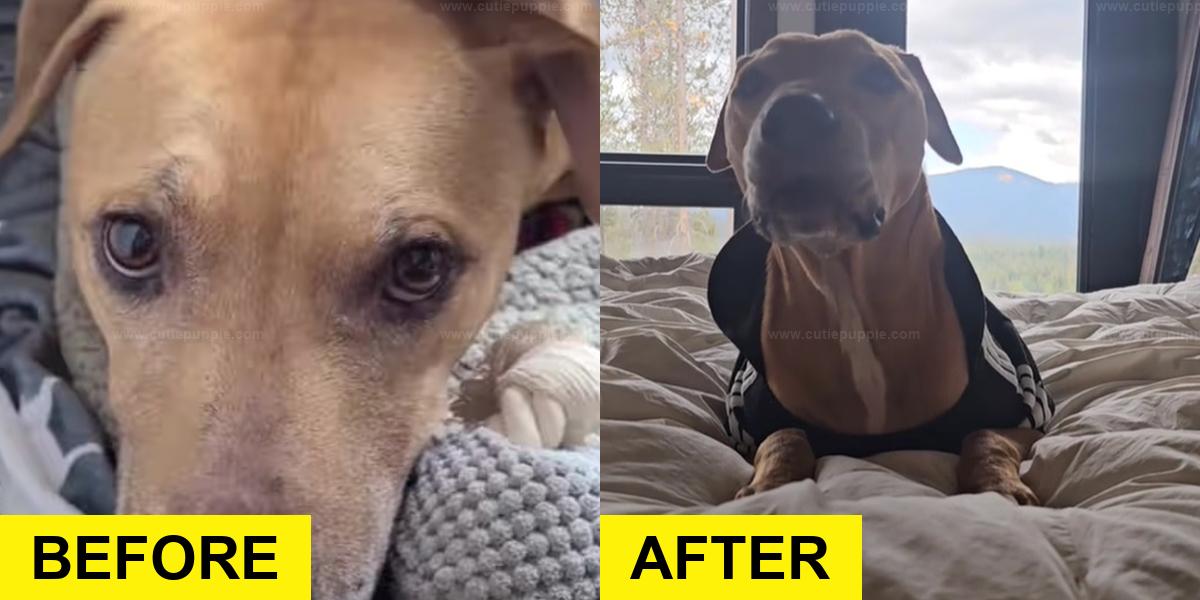 Traumatized Rescue Dog Finds His Voice After Rescue