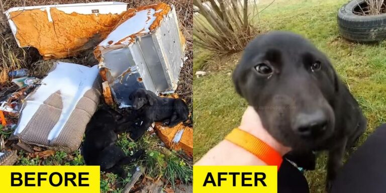 Two Starving Puppies Rescued