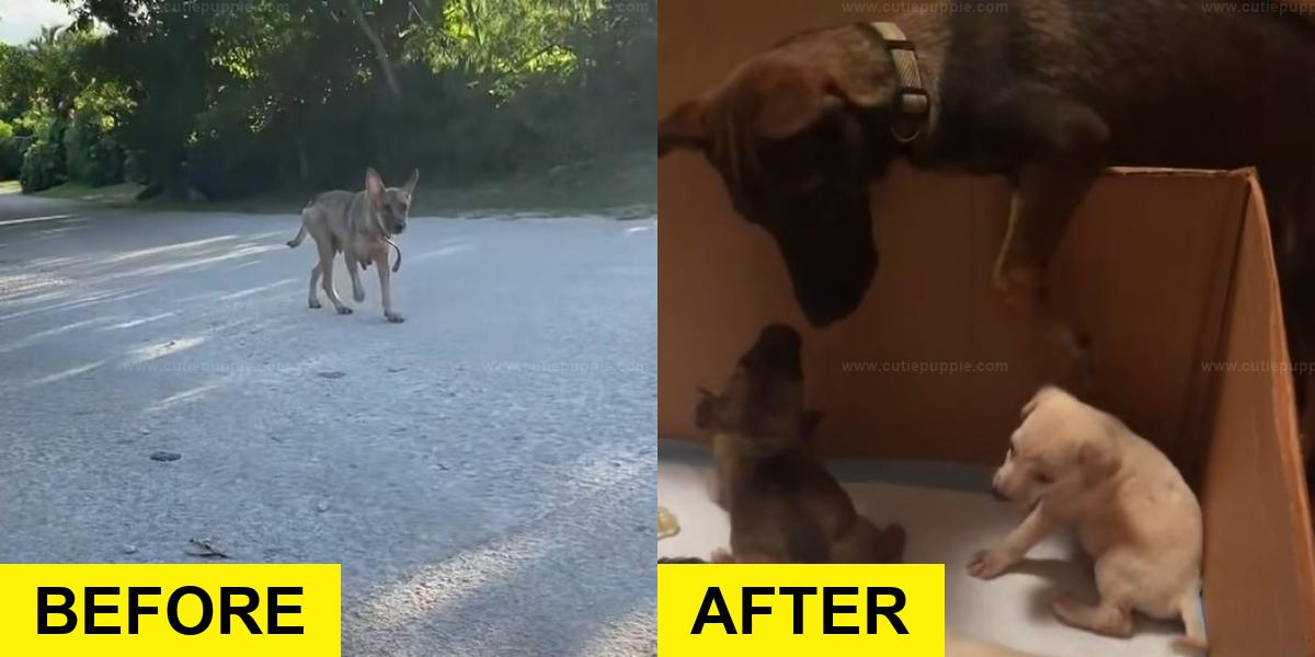 Brave Mama Dog Leads Rescuers to Save Her Puppies