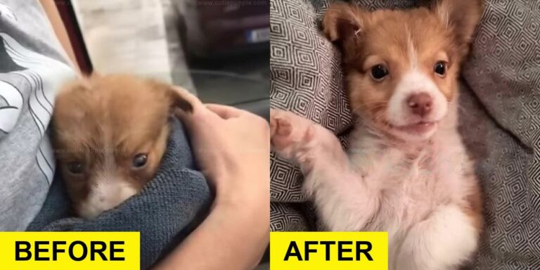 Puppy Dumped on Road Rescued