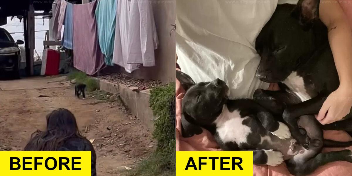 Rescuers Rush to Save Puppy Crossing Busy Street