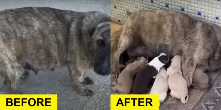 Pregnant Dog Abandoned by Owners Gets Help from Rescuers