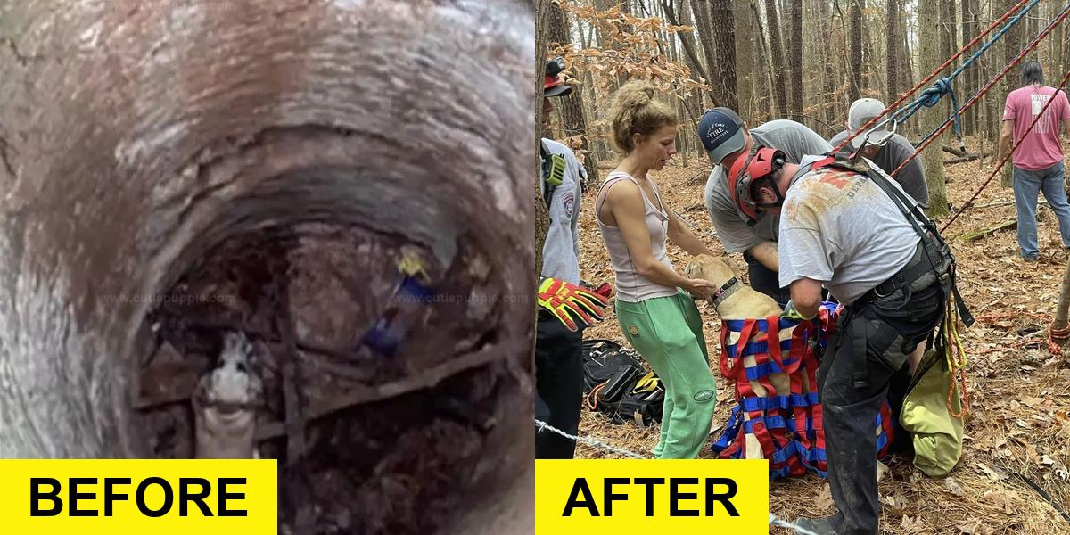 Firefighters Rescue Great Dane Pup from Deep Well