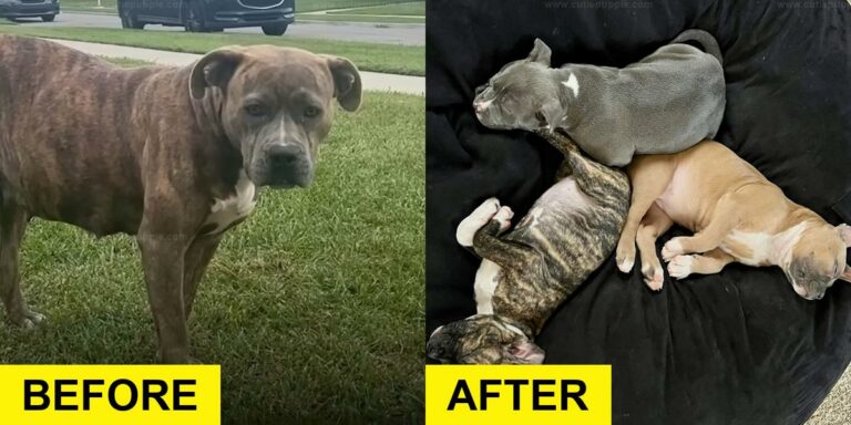 Community Works Together to Save Pregnant Pittie