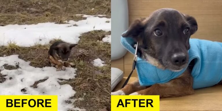 Frostbitten Pup’s Recovery Brings Tears to Rescuer