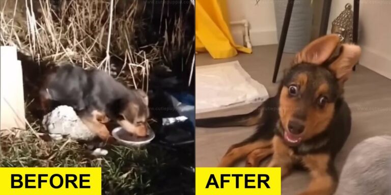 Dog Dumped on Highway Rescued