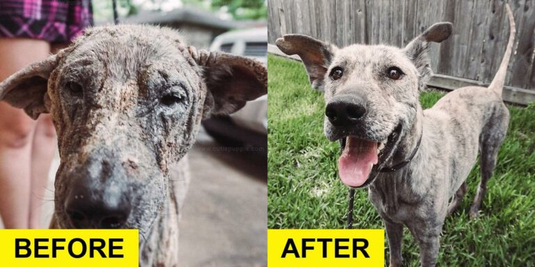 Dog Spent Six Years on Chain