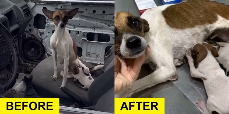 Mama Dog and Puppies Saved