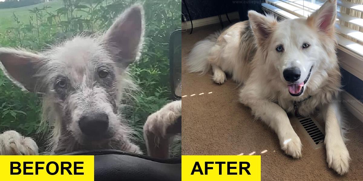 Abandoned Dog Rescued by Truck Driver