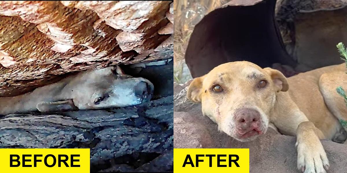 Dog Trapped in Boulder Rescued by Quick-Acting Heroes