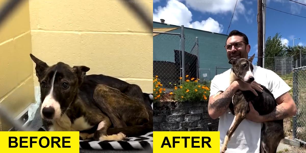 Kind Man Adopts Rescue Dog and Changes His Life