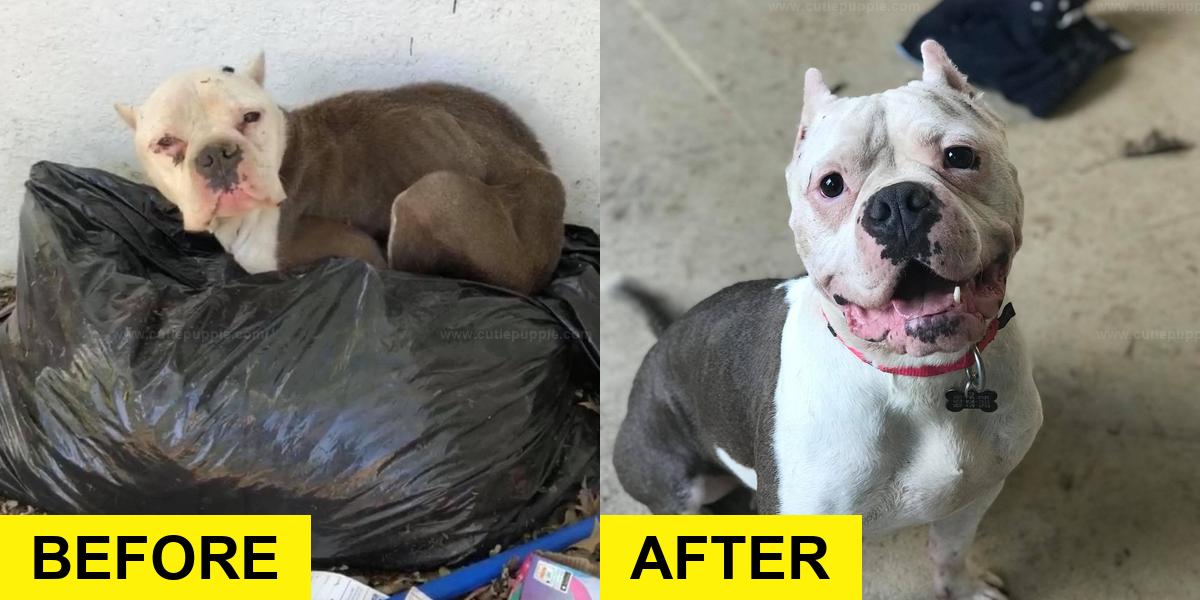 Rescuers Save Dog Found in a Trash Pile