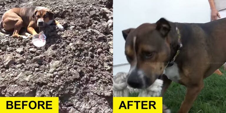 Abandoned Dog at Construction Site Gets Rescued