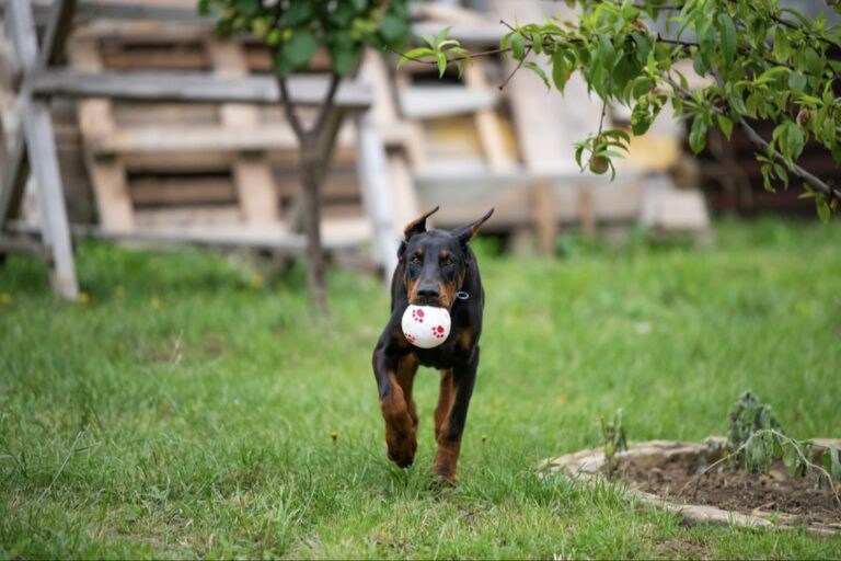 Top Doberman Rescues to Adopt From