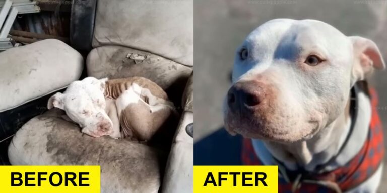 Rescuer Finds Pup on Dirty Couch