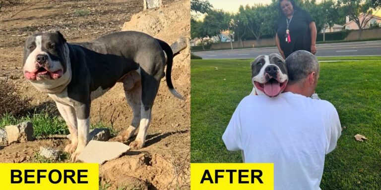 Chubby-Faced Dog’s Heartwarming Surprise