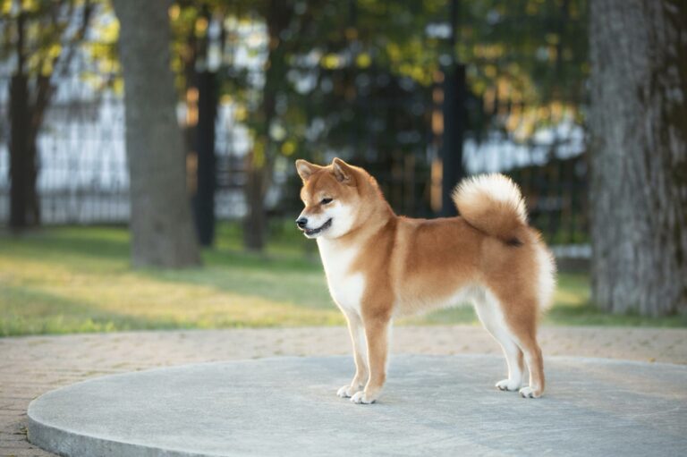 Top Shiba Inu Rescues