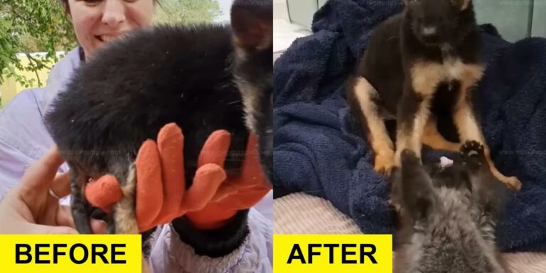 Injured Shepherd Pup Gets Lifesaving Care