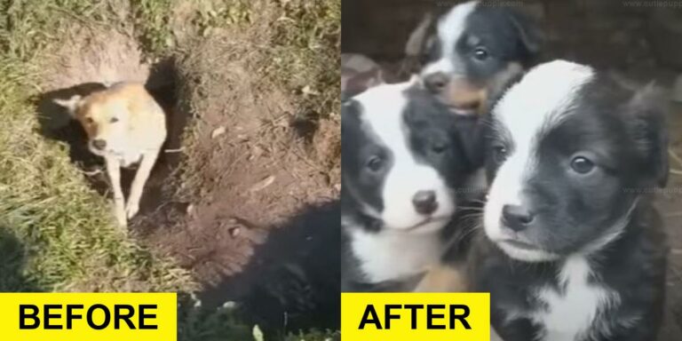 Rescue Team Saves Dog Family from Tunnel