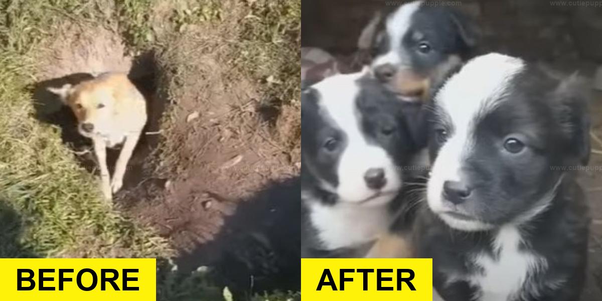 Rescue Team Saves Dog Family from Tunnel