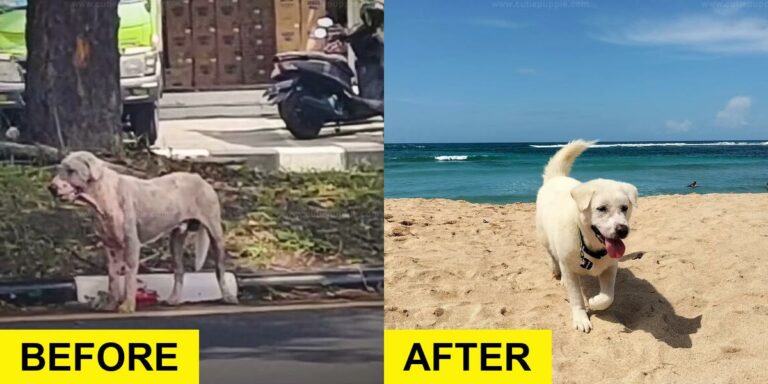 Sweet Dog Gets Incredible Makeover After Gas Station Rescue