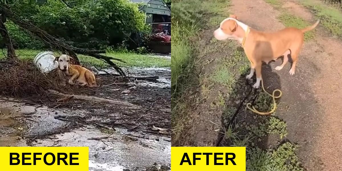 Pregnant Dog Found Chained Outside