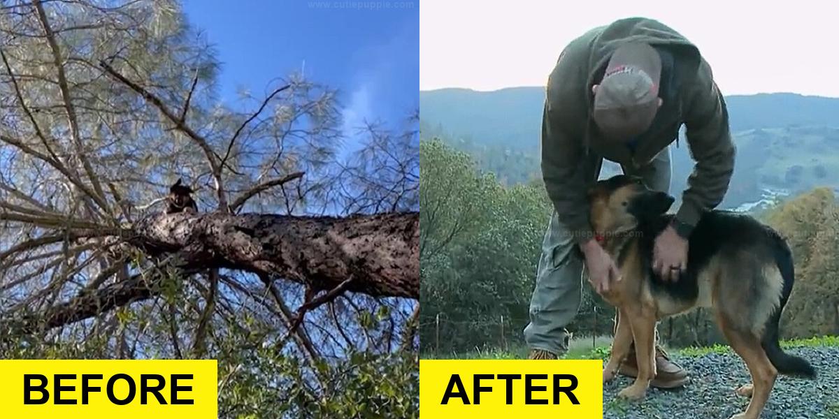 Owner Rescues Shepherd from Tree