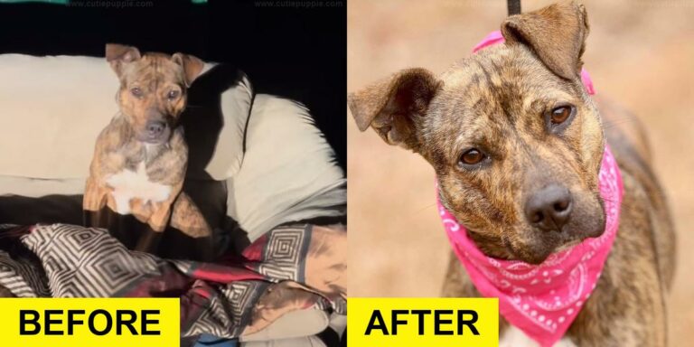 Shivering Dog on Dumpster Couch Finds Warmth from Rescuer