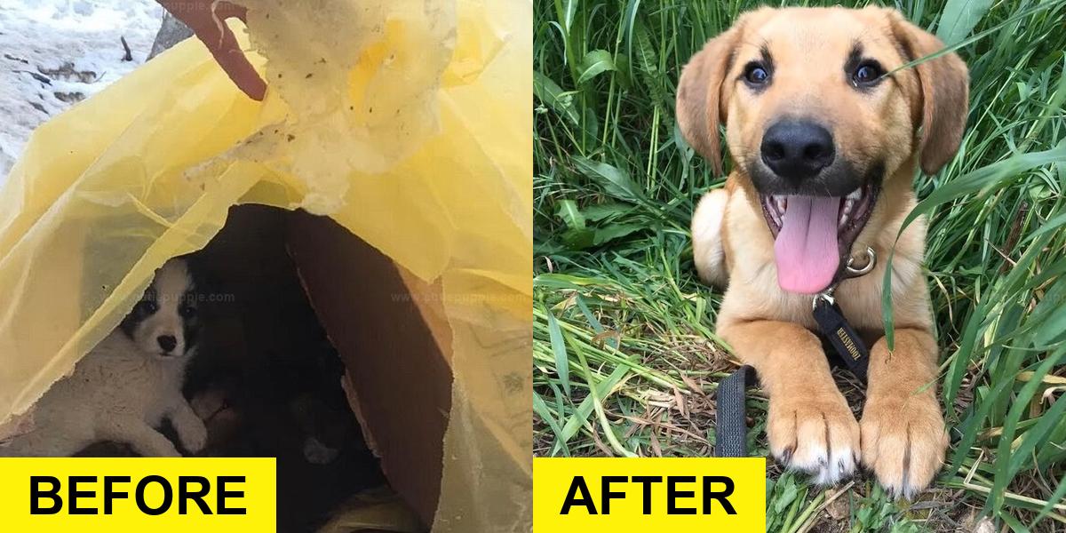 Rescuer Finds Starving Puppies in the Woods