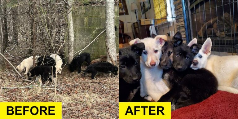 Eleven Starving Puppies Found