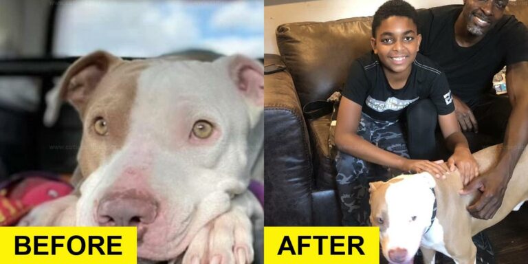 Rescue Dog Finds Home After 3 Years