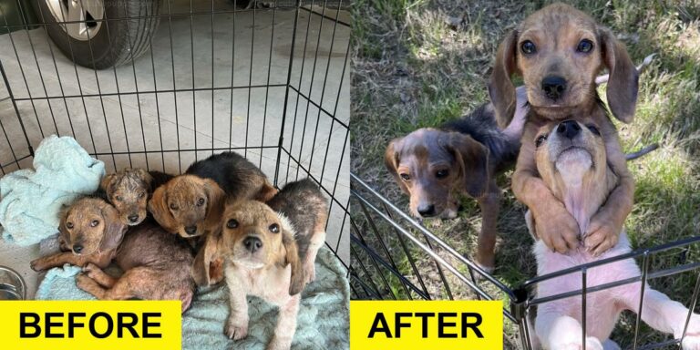 Puppies Found in Dumpster Rescued