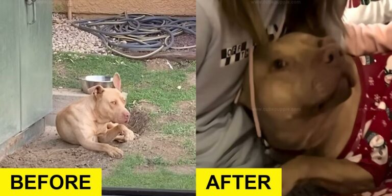 Starving Pittie Rescued Just in Time, Then Something Changed