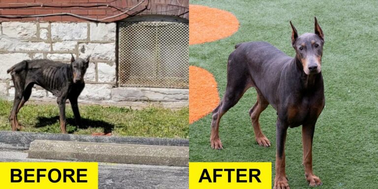 Rescued Doberman Can’t Contain His Joy